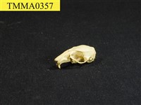 藏品(白腹鼠屬頭骨)的圖片